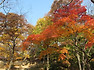 가을 창덕궁 후원  (비원)
