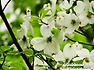 미국산딸나무 (flowering dogwood)꽃