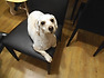 시골 살 때 저의 절친이었지요