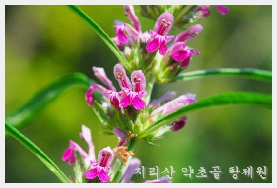 익모초 이미지