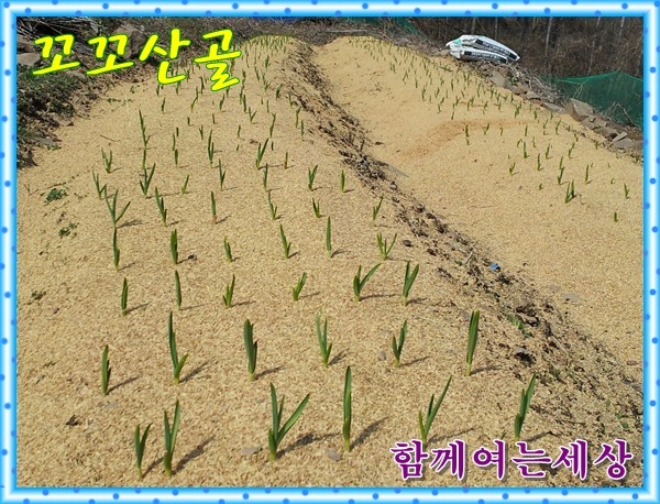 꼬꼬식품 이미지