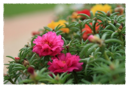 노래 듣기) 봉숭아 / 정태춘, 박은옥