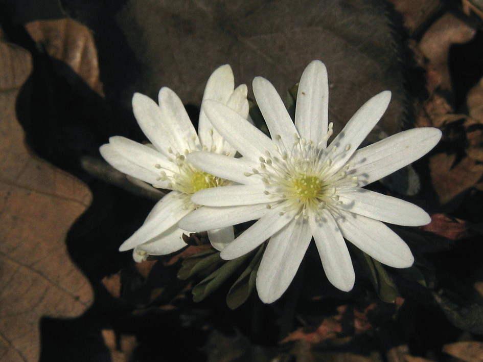 꿩의바람꽃