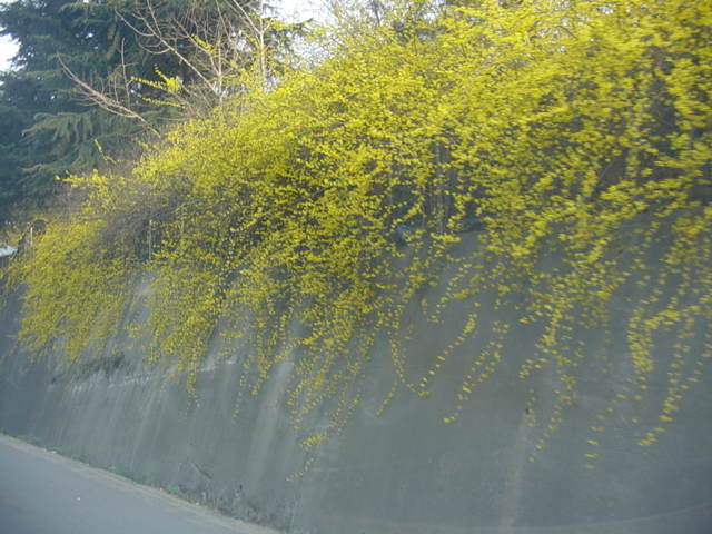 <236>상운산 1114  미터     2003. 3. 20