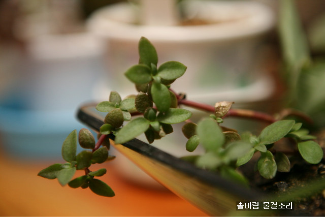 다육식물도 햇빛, 물, 사랑이 삼박자가 맞아야 잘 산다..
