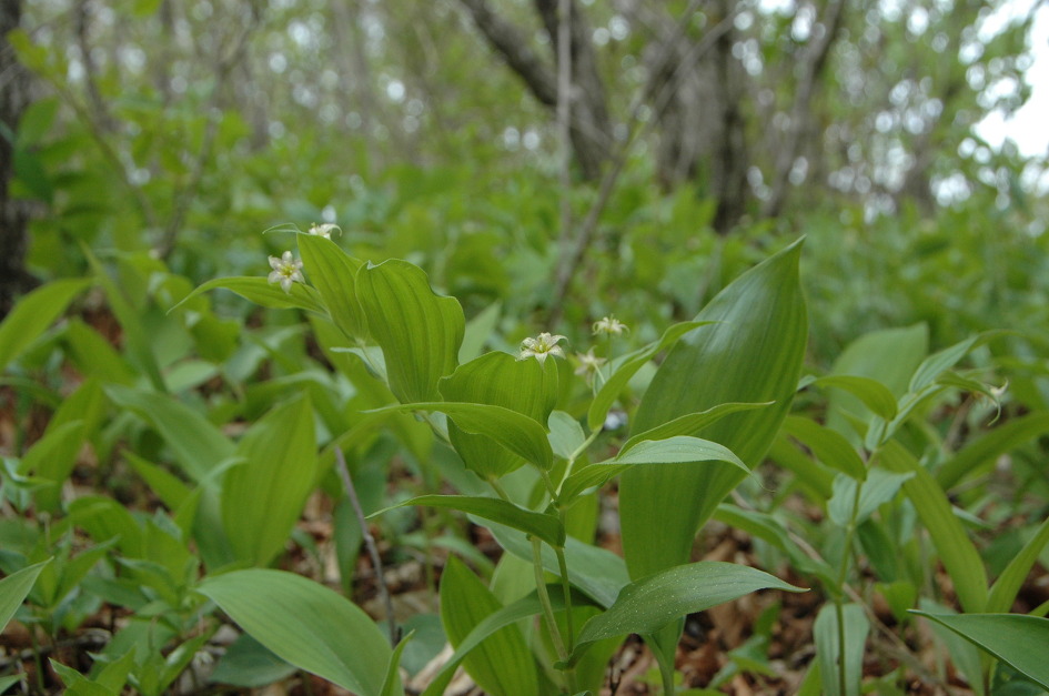 진부애기나리-금강애기나리