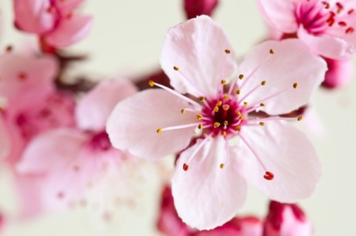  beautiful hd cherry blossom tree wallpapers