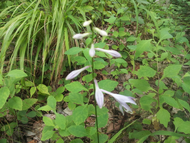 작은보현산 산행