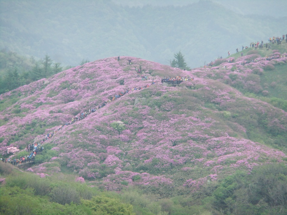 철쭉 군락지 이미지