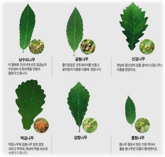 소나무 참나무 숲 이미지