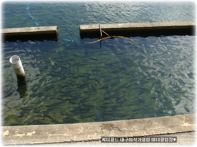 [신유리뷰78][경북/문경]◐민지송어장◑ | 네이트 판
