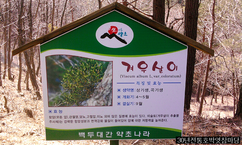 약초향기 이미지