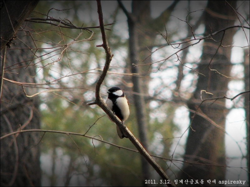 2011.4.16 화악산에서 만난 조류들..(호랑지빠귀,진박새)