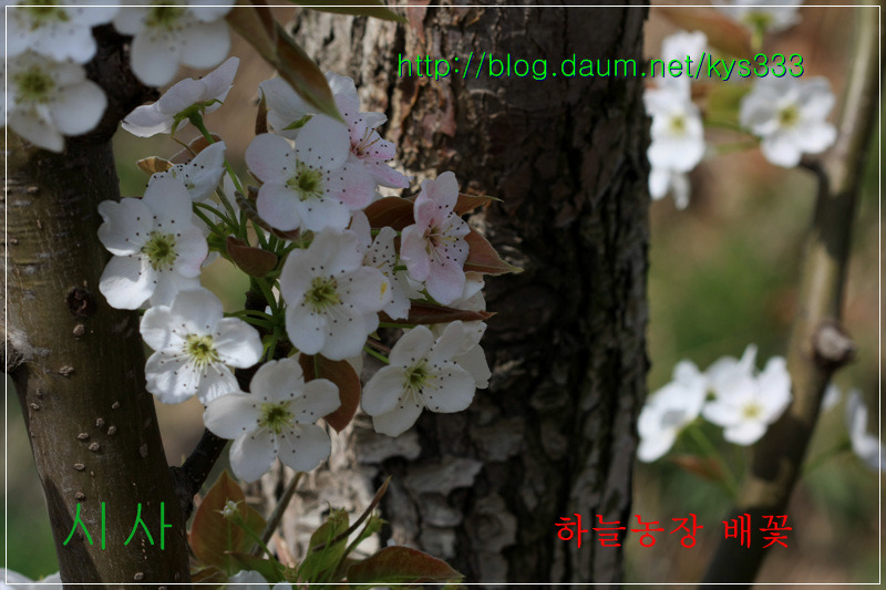 나주 하늘농장 무농약 나주배 인공수분 체험 배꽃축제를 찾아서...2012. 4월.