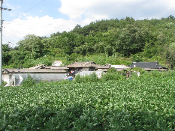 하마사 이미지