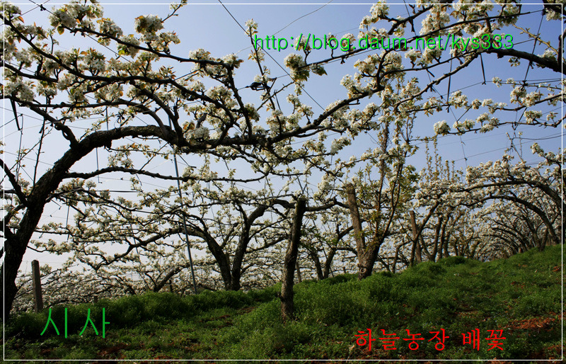 나주 하늘농장 무농약 나주배 인공수분 체험 배꽃축제를 찾아서...2012. 4월.