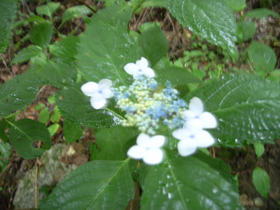 산행_김천 수도산