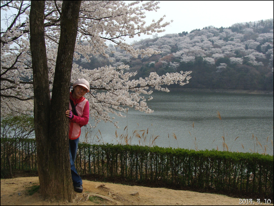 호암 미술관 희원&가실 벚꽃 길에서/2014, 4, 10