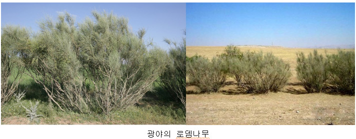 로뎀나무 이미지