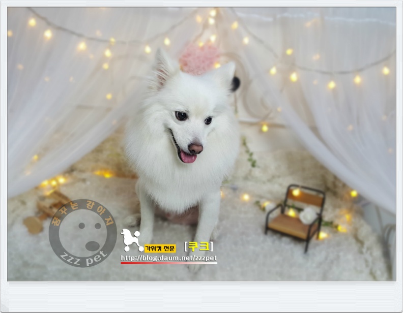  서울에서 대전까지 스피츠 라이언컷 애견미용하러 꿈꾸는강아지로~~