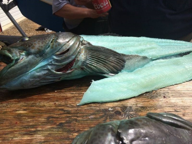 blue-colored-meat-fish-blue-lingcod