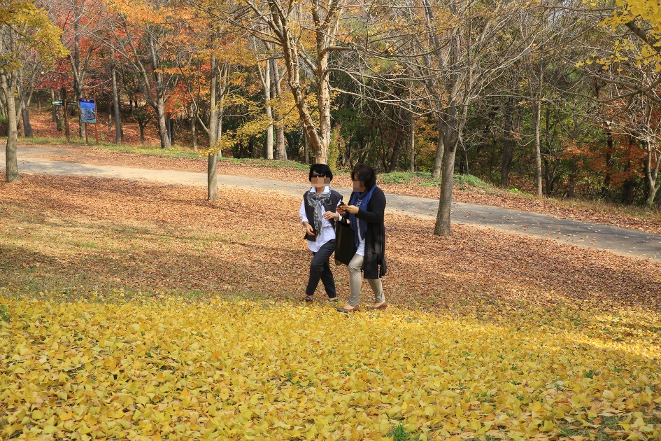 가을에 꼭 가보고 싶은곳 경상남도수목원 / 진주수목원 경남수목원