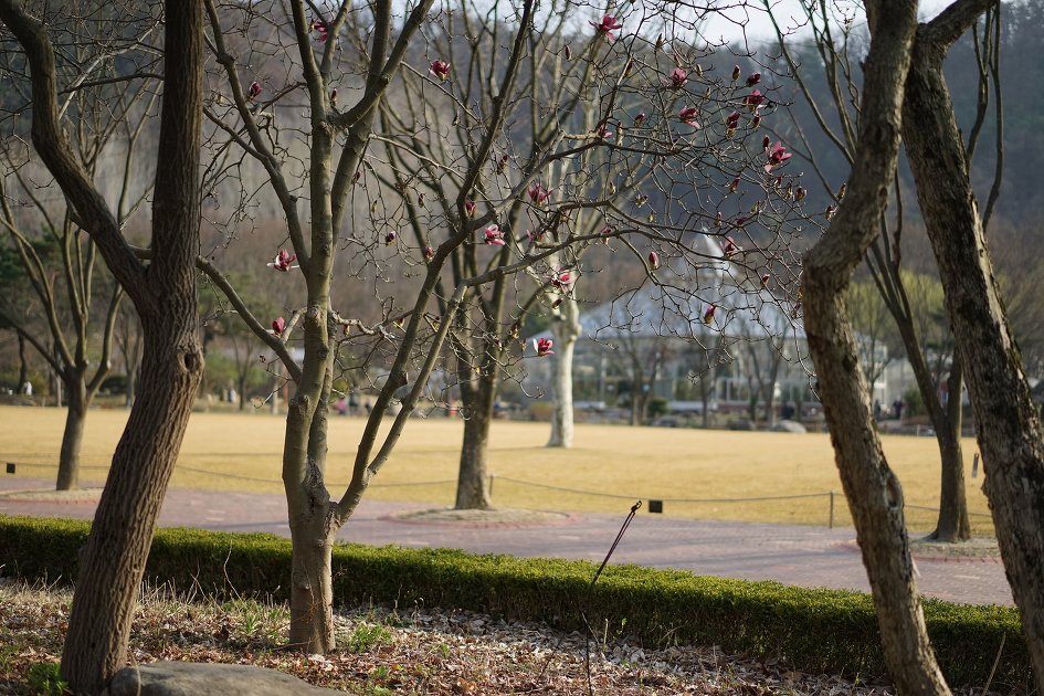 대구수목원과 인근 야산의 깽깽이풀과 야생화