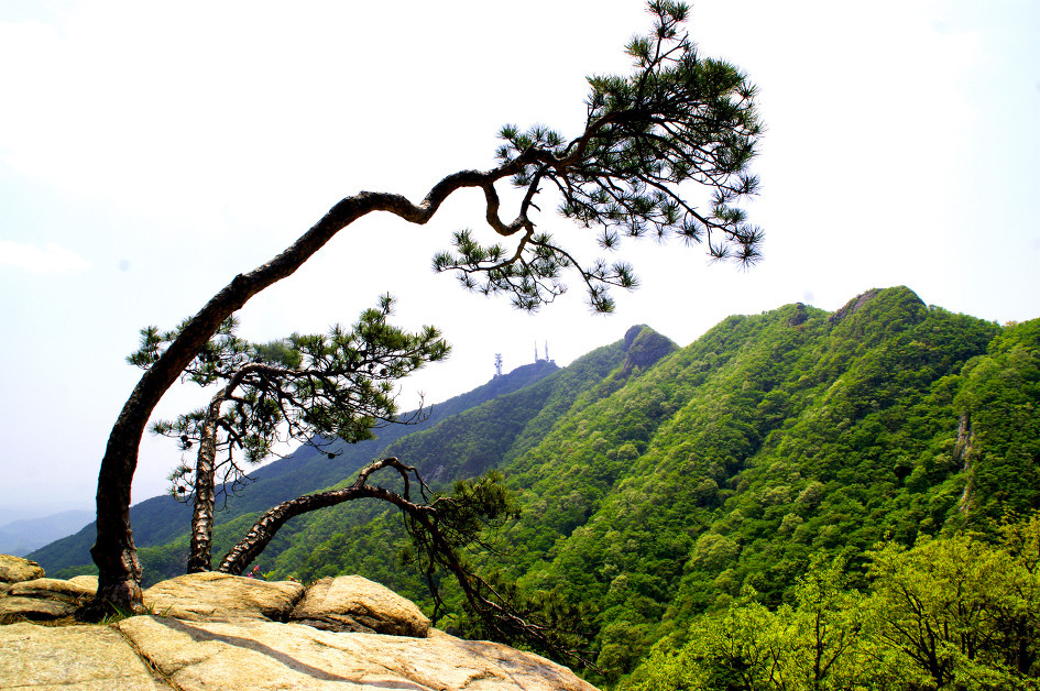 인기백대명산 8위 계룡산의 봄(2015. 5. 9)/ 산림청