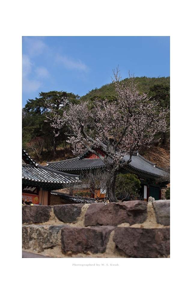 開巖紅梅(개암홍매)