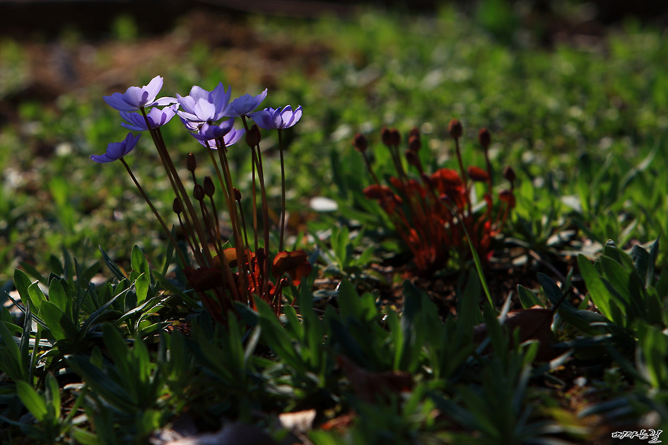 깽깽이풀(황련)