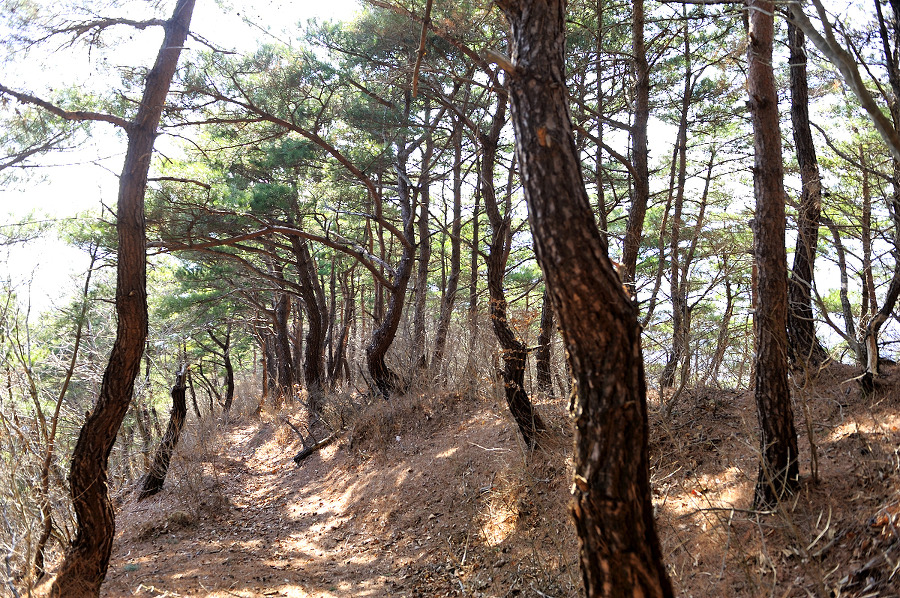능선 소나무 숲 이미지