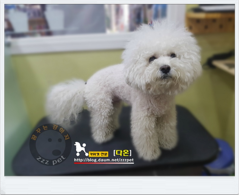 대전 비숑미용 _ 퍼펙트해!