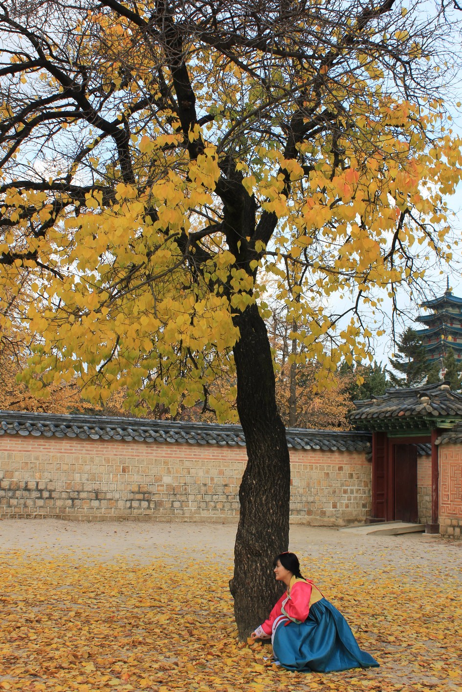 소녀의 단풍이야기   (경복궁에서:  20151115)