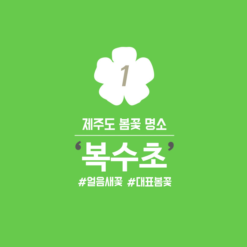 제주도 봄꽃 소식~ - 제주도 봄 꽃 여행
