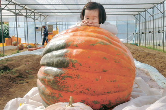호박꽃 이미지