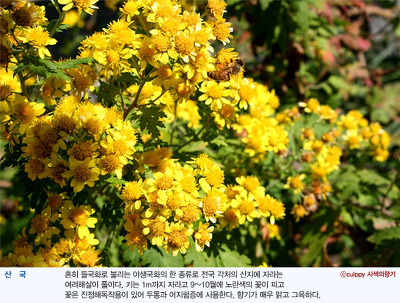향기 이미지