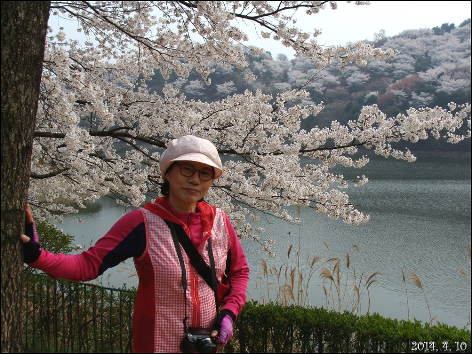 호암 미술관 희원&가실 벚꽃 길에서/2014, 4, 10