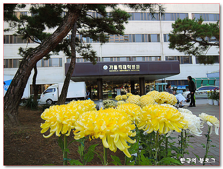 고주파전극도자절제술(고주파도자절제술) - 부정맥 치료(가톨릭대학병원)