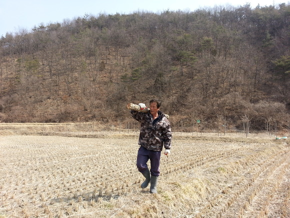 2015년 고경면 상덕리 줄당기기