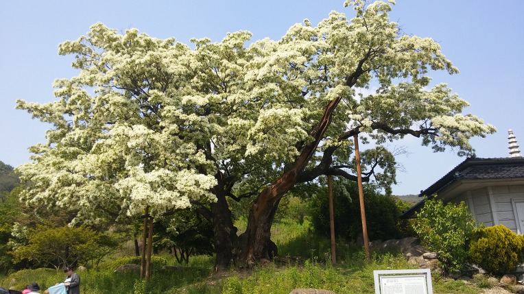 황매산 허굴산방 이미지