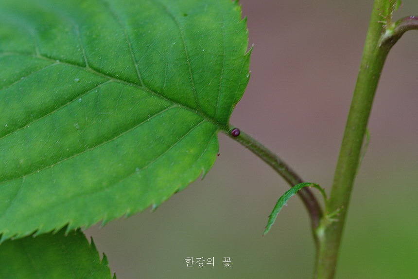 잔털벚나무의 잎눈과 꿀샘