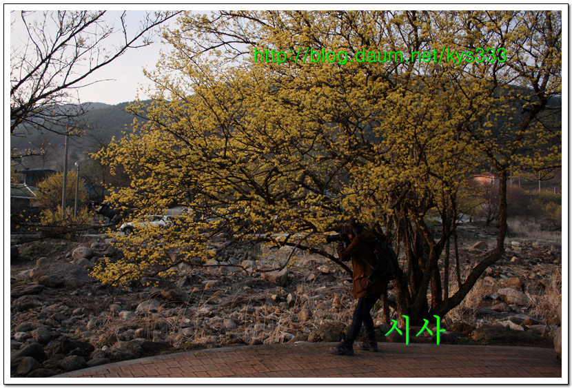 <산수유꽃>노랗게 예쁜 산수유 마을의 산수유꽃...2016년 3월 21일