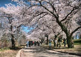 토론토에서 꼭!! 가봐야 할곳중에 하나!! 벚꽃이 아름다운 공원 "하이파크 High Park"입니다.^^