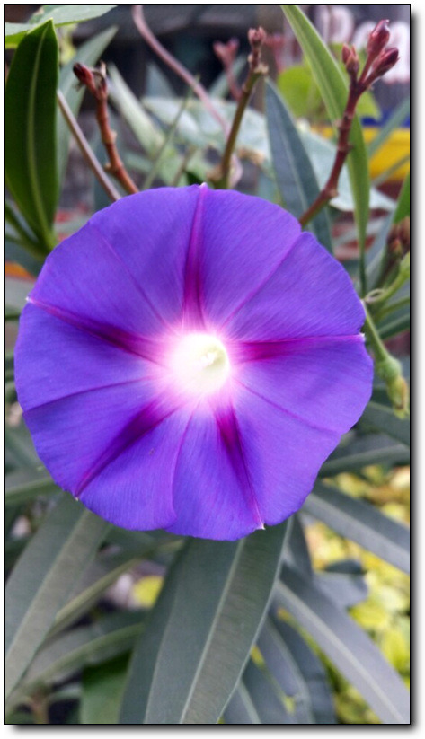 이 아침, 나팔꽃이 말을 건다~!!