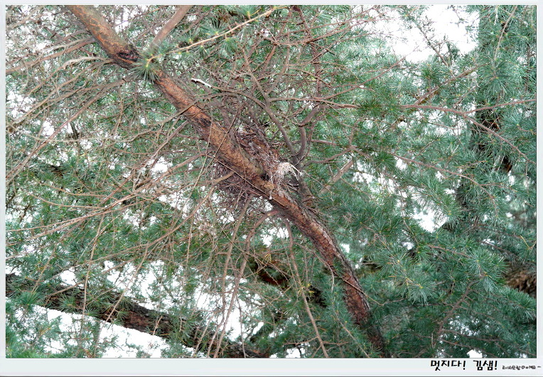 산까치를 살려 준 개구쟁이들!