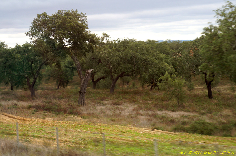 엘바스 그리고 포르투갈을 떠나며