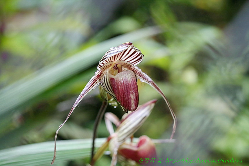 Paphiopedilum rothschildianum-한강의 꽃