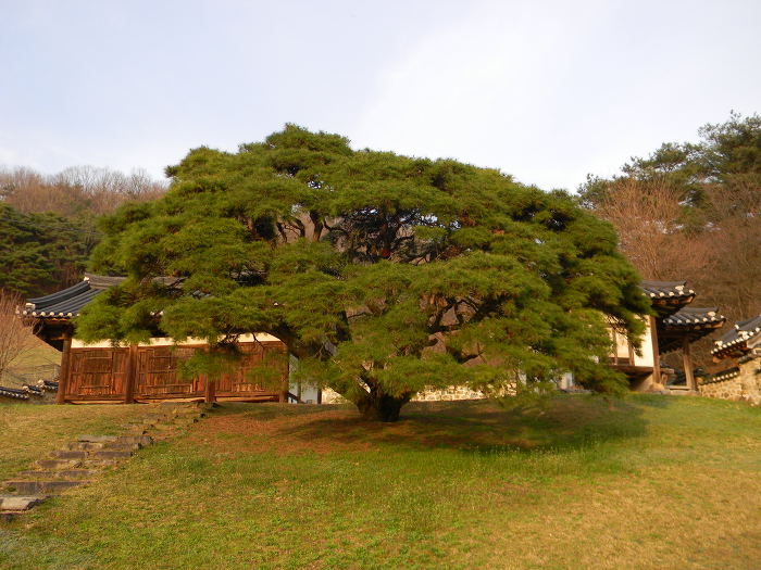 대전 무수동 유회당, 기궁재, 삼근정사