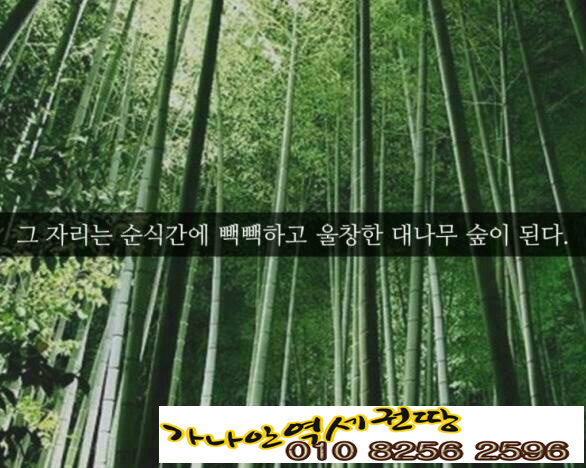 역세권 투자와  모소 대나무의 (퀀텀리프 ∞ 퀀텀점프,) 폭풍성장 이야기 
