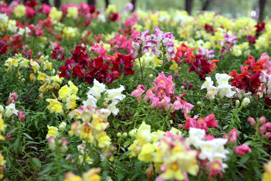 일산호수공원의 비갠 후의 모습(16. 5. 10)